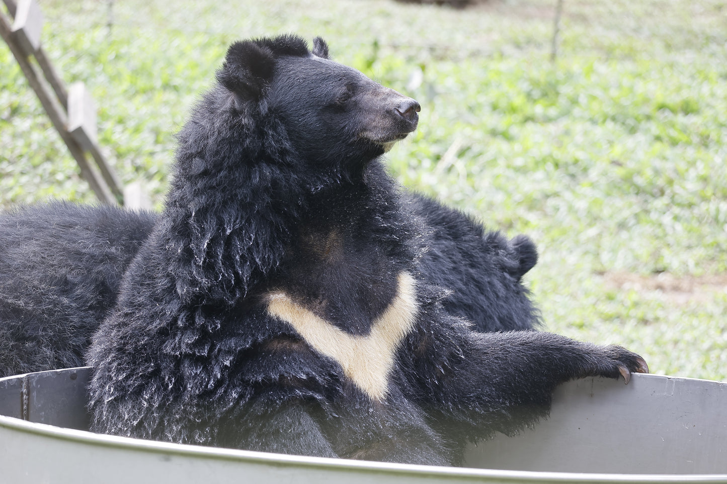 Dew the Moonbear Keychain