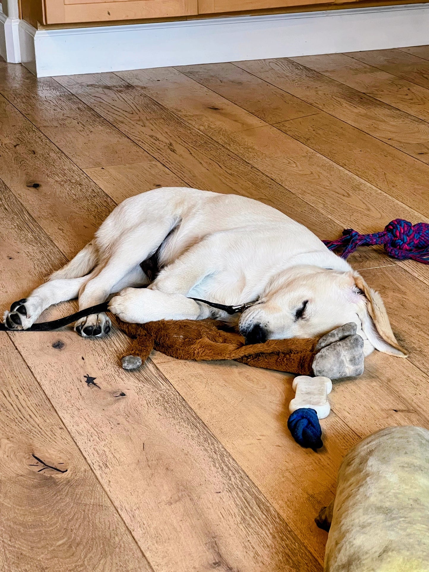 Hero the Puppy Keychain