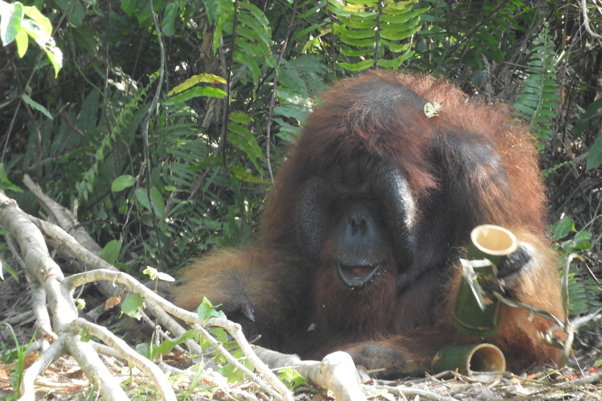 Big Papa the Orangutan Keychain