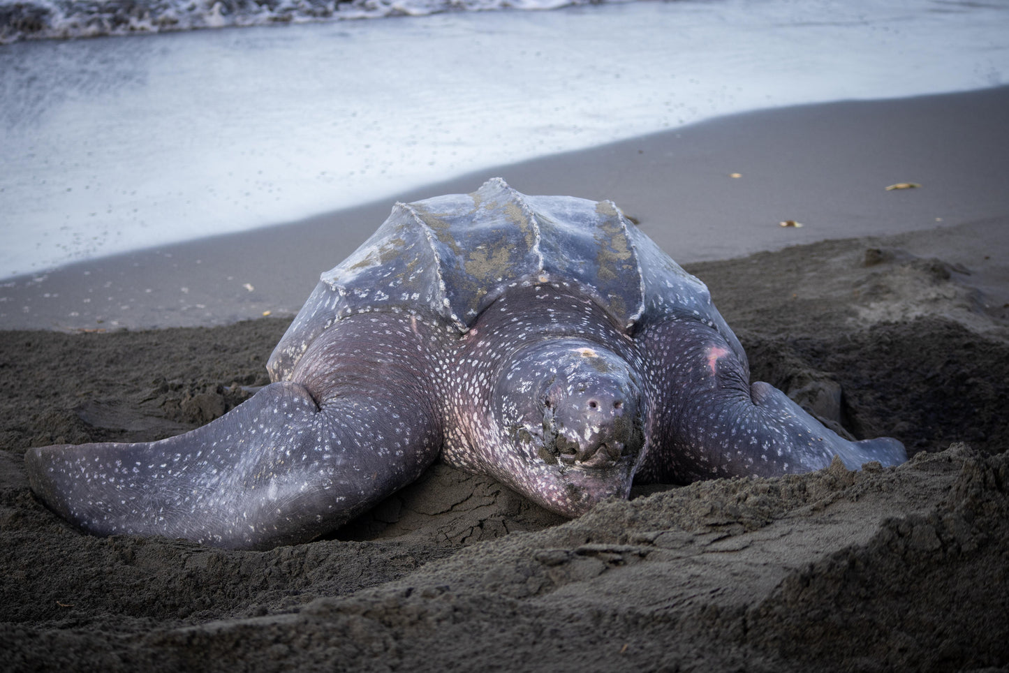 Buddy the Turtle Keychain
