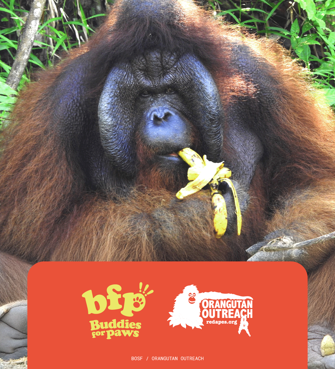 Big Papa the Orangutan Keychain