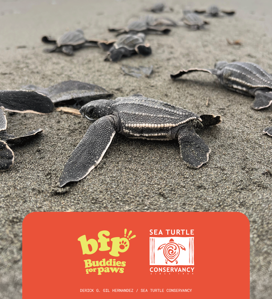 Buddy the Turtle Keychain