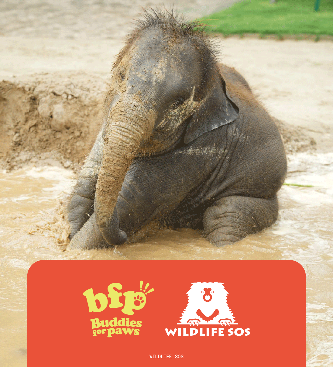 Bani the Elephant Keychain