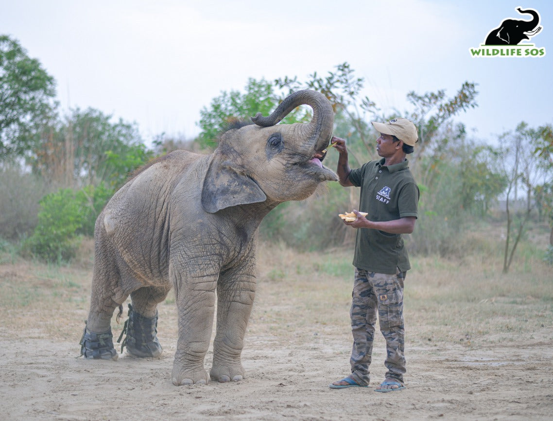 Bani the Elephant Keychain