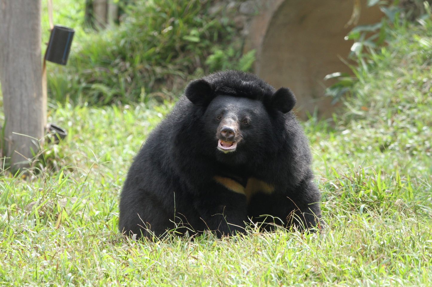 Dew the Moonbear Keychain