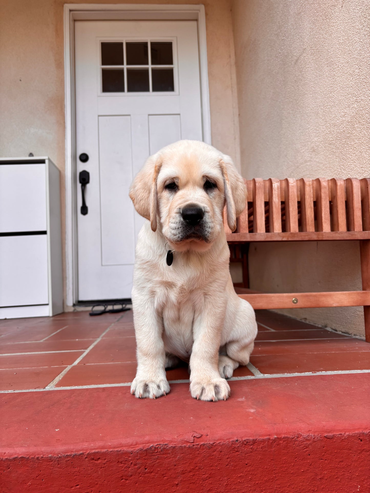 Hero the Puppy Keychain